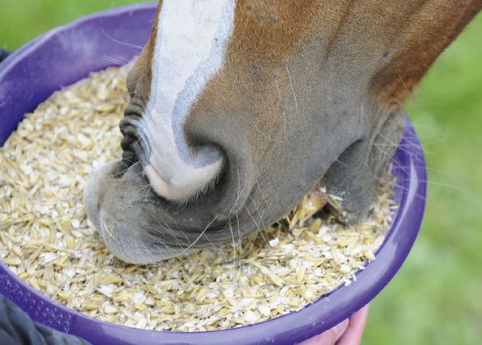 Eiweiß in der Pferdeernährung