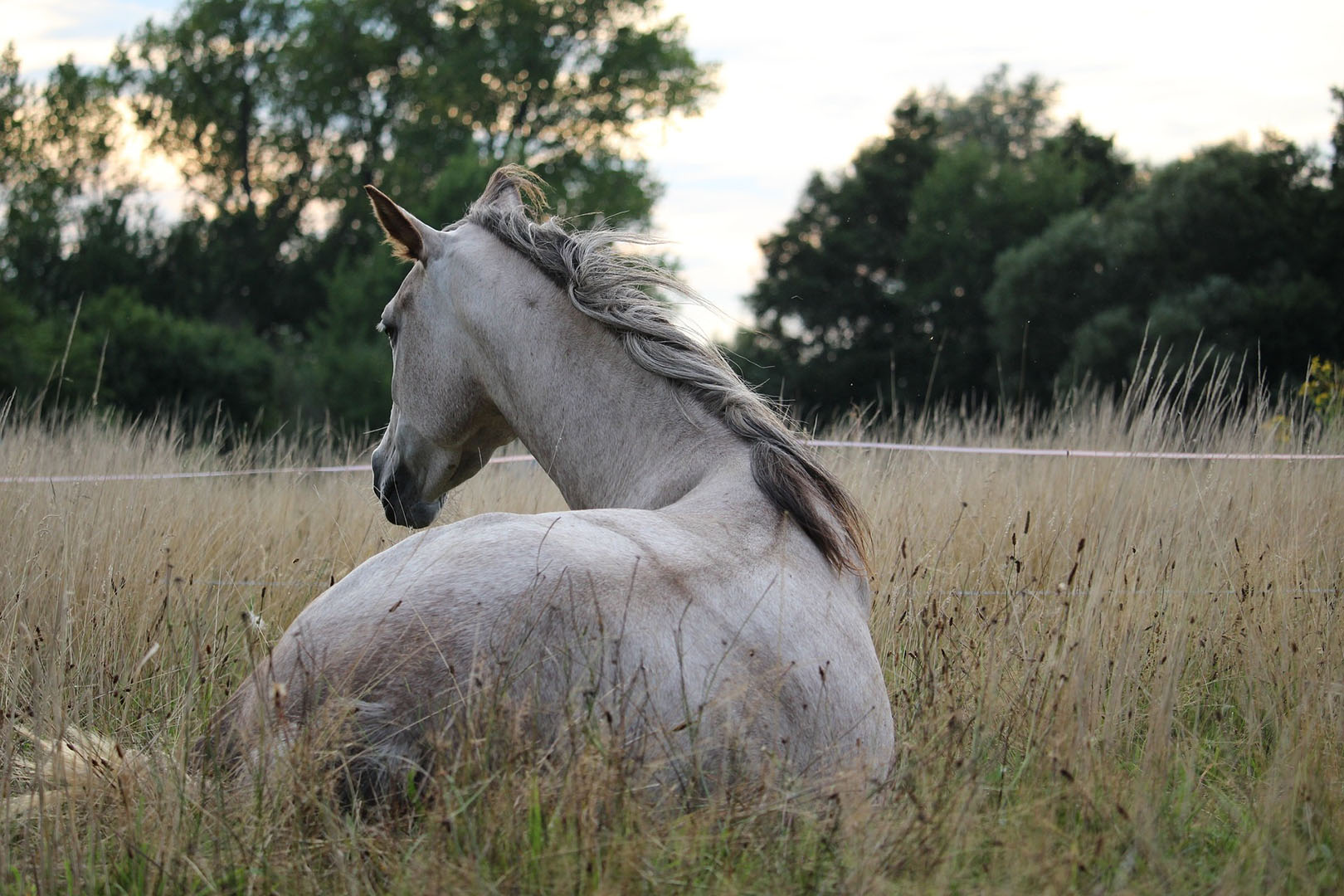 horse-905534_1920