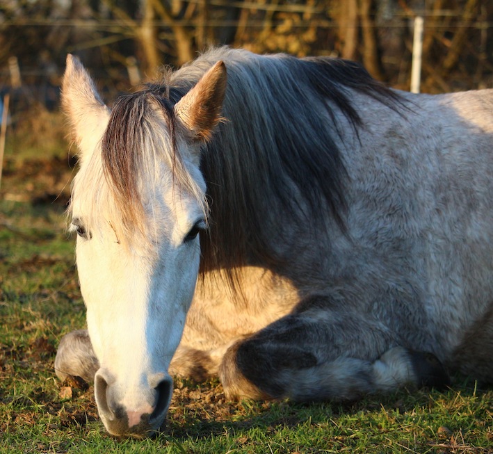 horse-1897011